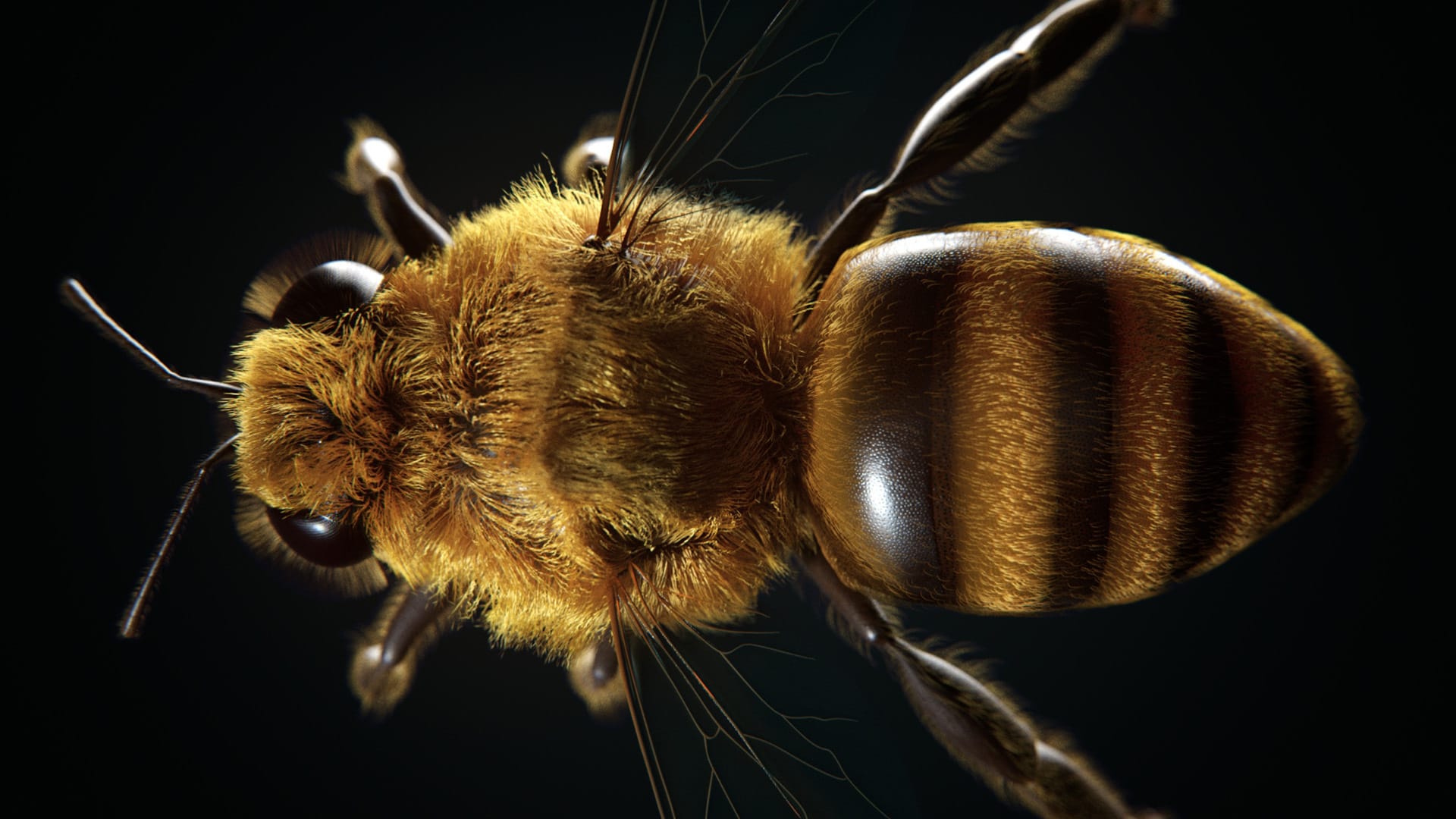 dabarti-studio-bee-top-art-vray-3ds-max-gpu-1920x1080.jpg
